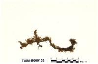 藏品(偏蒴苔)的圖片